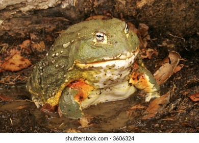 African Bullfrog Pixie Frog Pyxicephalus Adsperus Stock Photo 3606324 ...