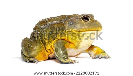 African bullfrog, Pyxicephalus adspersus, isolated on white