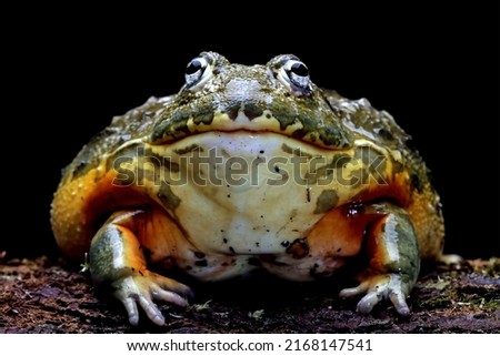 African bullfrog sitting on a branch