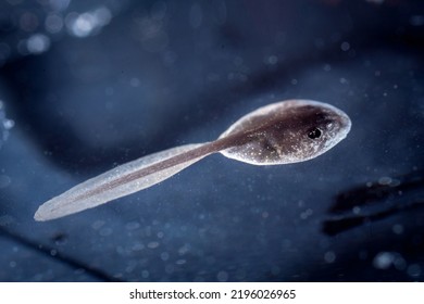 The African Bullfrog Tadpole In The Water