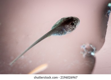 The African Bullfrog Tadpole In The Water