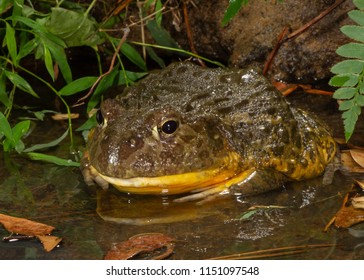 African Burrowing Toad