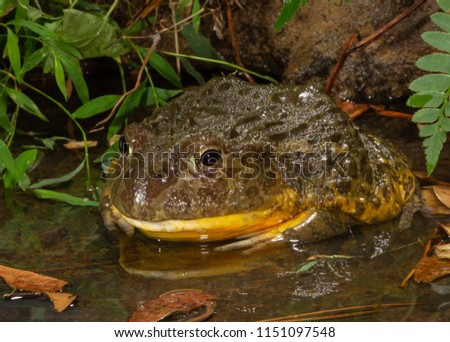 African Burrowing Toad