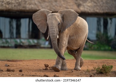 African Bush Elephant Ambles Past Safari Lodge