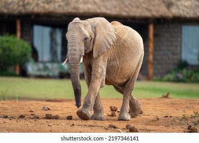 African Bush Elephant Ambling Past Safari Lodge