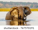 African Bush Elephant, bronze color from a swim and the morning’s golden light, crossing the Chobe River. Ears extended catching a cooling breeze. Still reflection.Sandbar and riverbank in background.