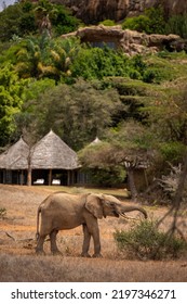 African Bush Elephant Browses Near Safari Lodge