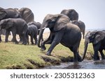 African bush elephant climbing out of river