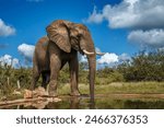 African bush elephant drinking front view in waterhole in Kruger National park, South Africa ; Specie Loxodonta africana family of Elephantidae