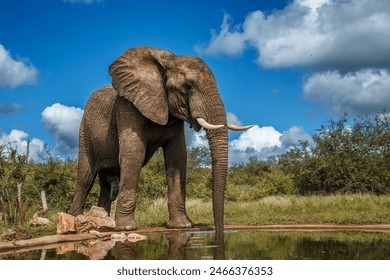 African bush elephant drinking front view in waterhole in Kruger National park, South Africa ; Specie Loxodonta africana family of Elephantidae - Powered by Shutterstock