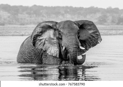 African Bush Elephant Ears Extended Catching Stock Photo 767583790