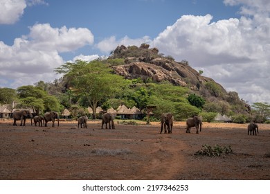 African Bush Elephant Herd Outside Safari Lodge