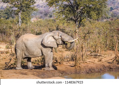 African Bush Elephant Kruger National Park Stock Photo 1148367923 ...