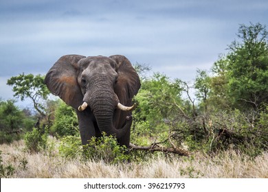 African bush elephant in Kruger national park, South Africa ; Specie Loxodonta africana family of Elephantidae