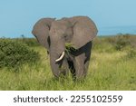 African bush elephant - Loxodonta africana also known as African savanna elephant eating grass with sky and green vegetation in background at Kruger National Park in South Africa.