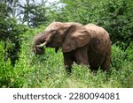 African bush elephant (Loxodonta africana) eating leaves in the Taita Hills wildlife sanctuary, Kenya