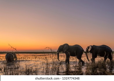 African bush elephant (Loxodonta africana) aka African savanna elephant or African elephant crossing the Chobe River. Botswana - Powered by Shutterstock