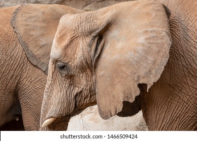 African Bush Elephant (Loxodonta Africana) A Vulnerable Species Threatened By Habitat Loss And Fragmentation As Well As Oaching For The Illegal Ivory Trade