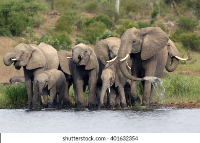 The African bush elephant (Loxodonta africana) group of elephants drinking from a small lagoon. Drinking elephants, a large female sprays water from her trunk.