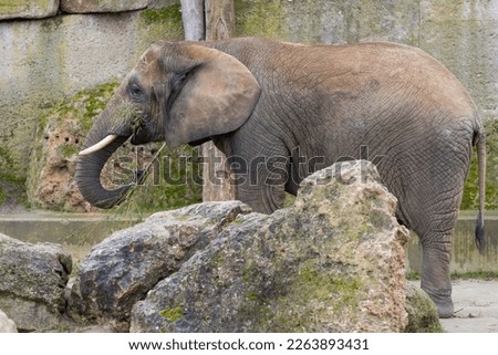 African Bush Elephant (Loxodonta africana) eating bamboo in Vienna Zoo