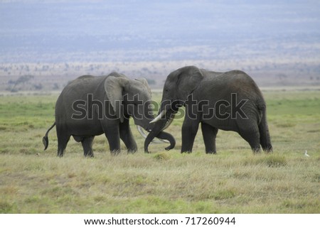 African Bush Elephant Loxodonta Africana Amboseli Stock Image Download Now