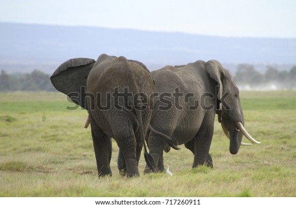 African Bush Elephant Loxodonta Africana Amboseli Stock Photo Edit Now