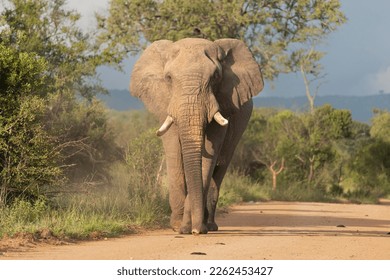African bush elephant or african savanna elephant - Loxodonta africana bull walking on road  with green vegetation in background. Photo from Kruger National Park in Kruger.