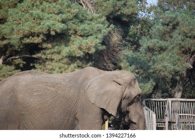 African Bush Elephant Standing Habitat Stock Photo 1394227166