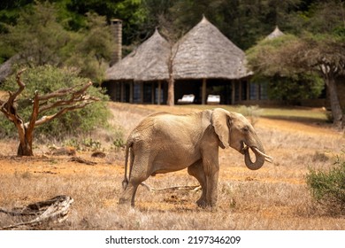 African Bush Elephant Stands Near Safari Lodge