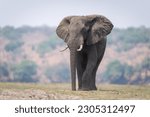 African bush elephant stands on short grass