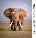 African bush elephant.  
elephant, tusk, closeup, african elephant, africa, african, large, majestic, walking, trunk, animal, wild animal, awe, dirt, heavy, hide, horizontal, iconic, 