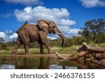 African bush elephant walking along waterhole in Kruger National park, South Africa ; Specie Loxodonta africana family of Elephantidae