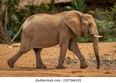 African Bush Elephant Walking Past Safari Lodge