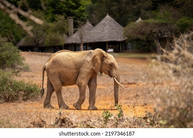 African Bush Elephant Walks Near Safari Lodge