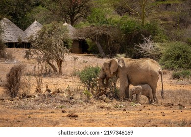 African Bush Elephants Feed Near Safari Lodge