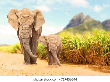 African Bush Elephants - Loxodonta africana family walking on the road in wildlife reserve. Greeting from Africa. - Shutterstock ID 717456544