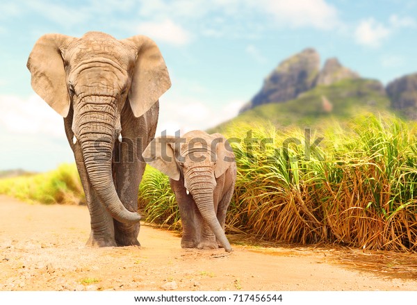 African Bush Elephants - Loxodonta Africana family walking on the road. Wildlife wallpaper.