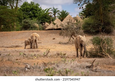 African Bush Elephants Stand Near Safari Lodge