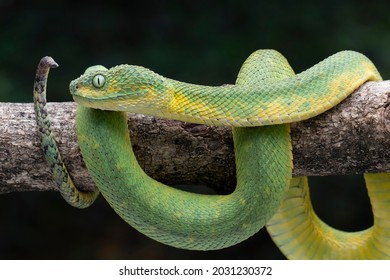 African Bush Viper Atheris Genus Venomous Stock Photo 2031230372 ...