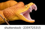 African Bush Viper (Atheris squamigera) with open mouth showing fangs. 