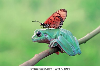 African butterfly on body australian tree frog, white's tree frog on branch with butterfly