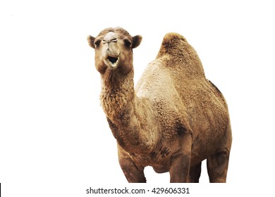 african camel isolated on white background. 