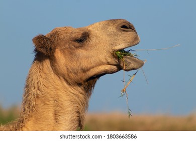 African Camel In The Namib Desert.  Funny Close Up. Namibia, Africa