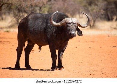 African or Cape buffalo bull, syncerus caffer, walking over the Karoo desert sand and savanna 
