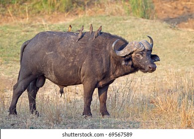 African Cape Buffalo Bull Caffer Stock Photo (Edit Now)