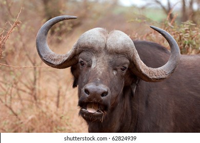 African Cape Buffalo In Kruger National Park, South Africa