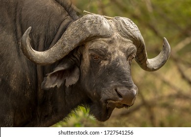 African Cape Buffalo (Syncerus cafer) - Shutterstock ID 1727541256