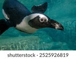 An african cape penguin underwater swimming in water. African penguin. Spheniscus demersus. Cape penguin or South African penguin.