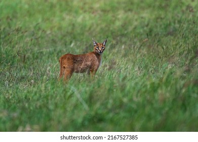 African Caracal In Ngorongoro, Tanzania