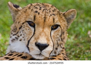 African Cheetah Close Up Eyes